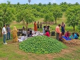 एपीडा ने यूनाइटेड किंगडम को झारखंड से ताजे आमों के पहले निर्यात को सुगम बनाया
