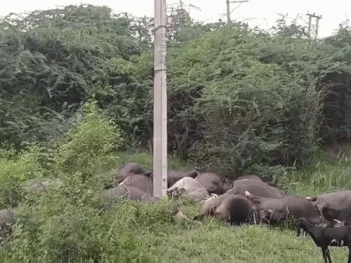 करनाल में करंट लगने से भैंस की मौत, बचाने पहुंचे युवक की सड़क हादसे में गई जान