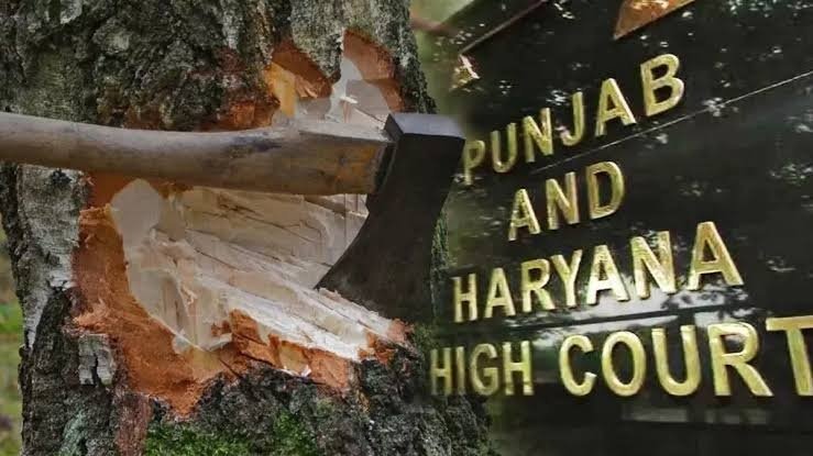 जीरकपुर–पंचकूला बाईपास पर हाईकोर्ट सख्त, नए सर्वे का आदेश; पेड़ों की कटाई रोकने पर जोर