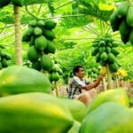 बागवानी विकास मिशन (एमआईडीएच) के अंतर्गत किसानों को सहायता