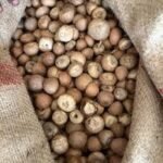 सुपारी आयात पर DRI की बड़ी कार्रवाई, SAFTA समझौते के कथित दुरुपयोग का खुलासा