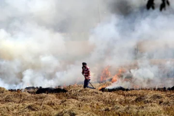 पंजाब में पराली जलाने के 1,007 मामले दर्ज; अकेले तरनतारन में लगभग 40% घटनाएं