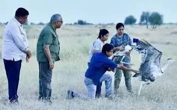 केंद्रीय पर्यावरण मंत्री ने जैसलमेर के डेजर्ट नेशनल पार्क में दो नर ग्रेट इंडियन बस्टर्ड को वन्य क्षेत्र में छोड़ा