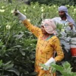 हरियाणा सरकार का बागवानी किसानों को तोहफा, ‘मुख्यमंत्री बागवानी बीमा योजना’ में किया शामिल