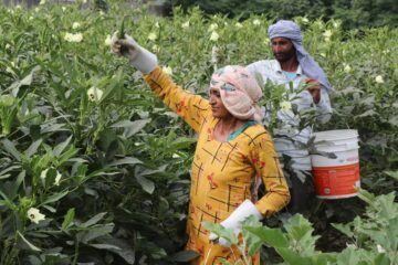 हरियाणा सरकार का बागवानी किसानों को तोहफा, ‘मुख्यमंत्री बागवानी बीमा योजना’ में किया शामिल